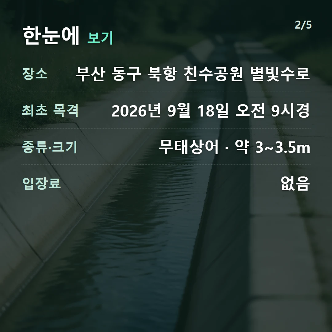 한눈에 보기 — 장소 부산 동구 북항 친수공원 별빛수로, 최초 목격 2026년 9월 18일 오전 9시경, 종류·크기 무태상어 · 약 3~3.5m, 입장료 없음