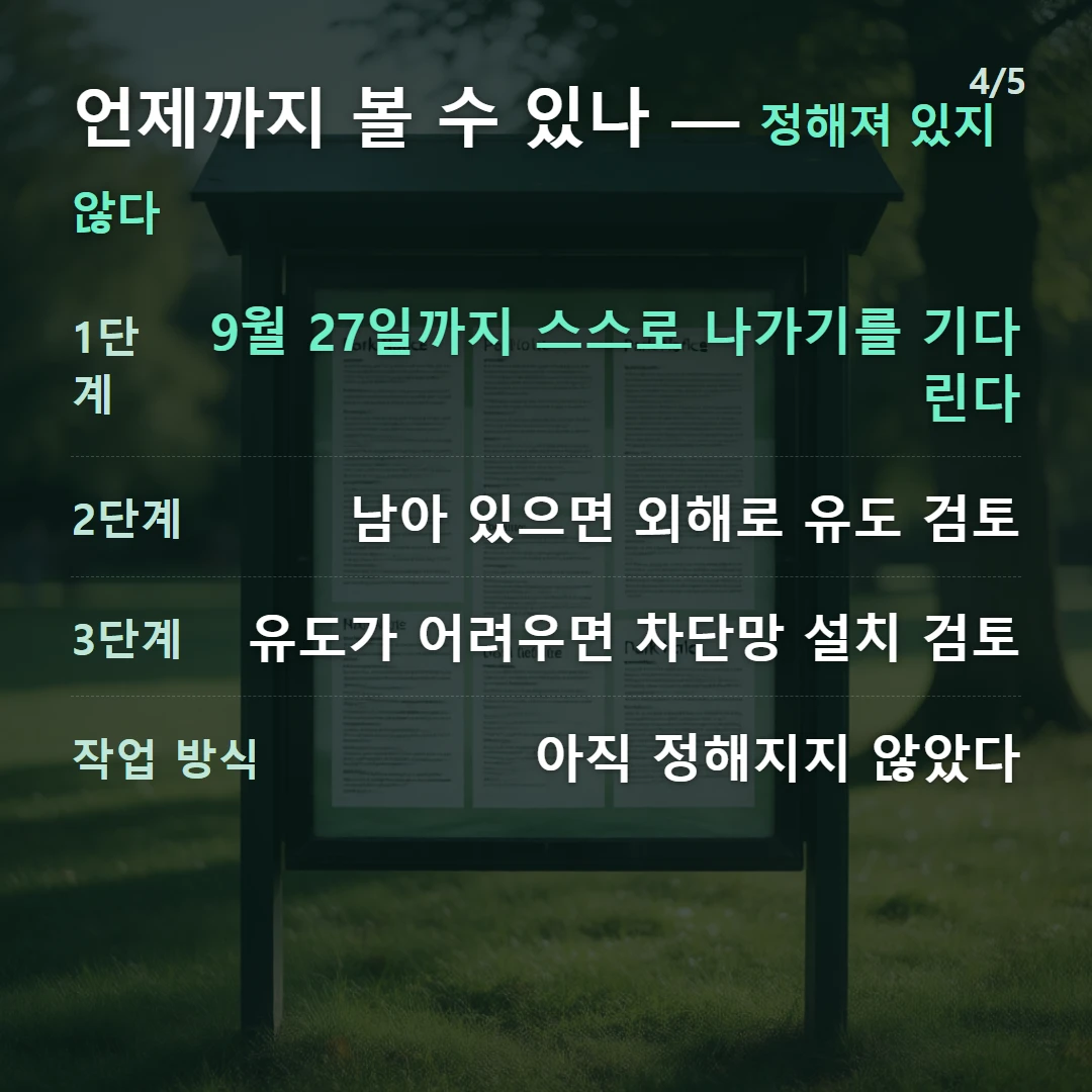 언제까지 볼 수 있나 — 정해져 있지 않다 — 1단계 9월 27일까지 스스로 나가기를 기다린다, 2단계 남아 있으면 외해로 유도 검토, 3단계 유도가 어려우면 차단망 설치 검토, 작업 방식 아직 정해지지 않았다