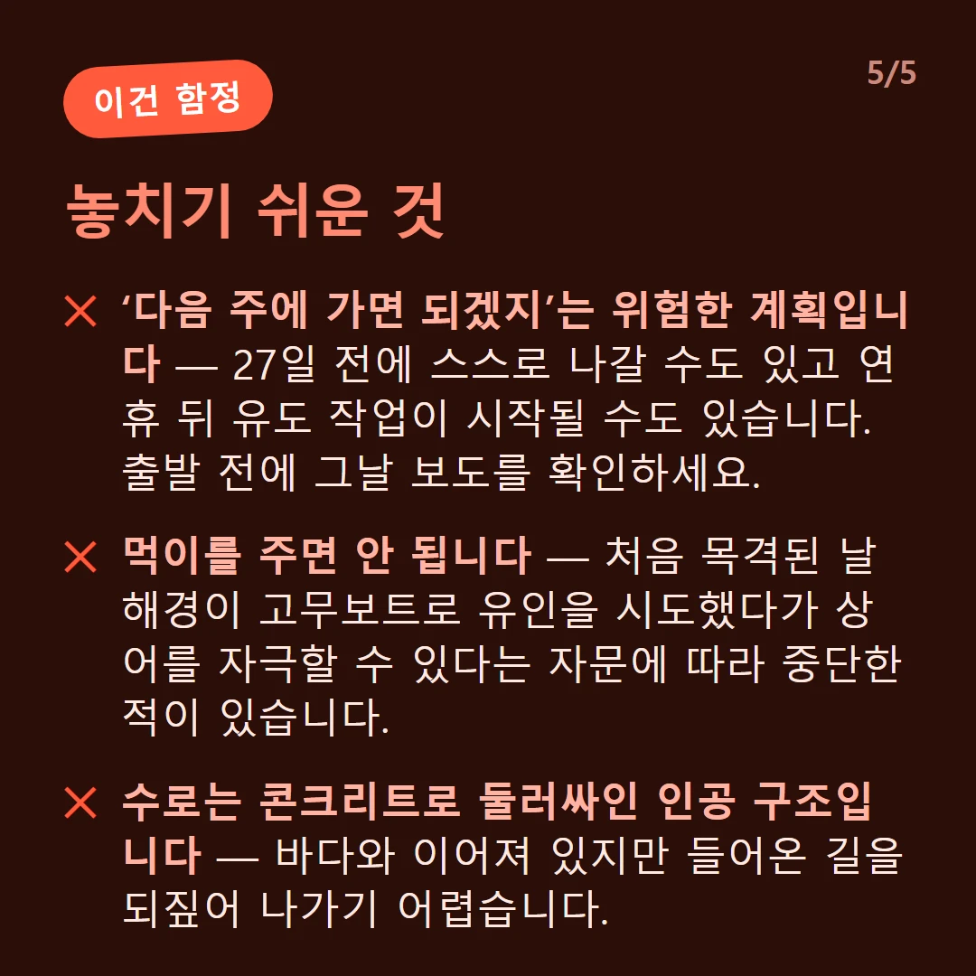 놓치기 쉬운 것 — ‘다음 주에 가면 되겠지’는 위험한 계획입니다 — 27일 전에 스스로 나갈 수도 있고 연휴 뒤 유도 작업이 시작될 수도 있습니다. 출발 전에 그날 보도를 확인하세요. / 먹이를 주면 안 됩니다 — 처음 목격된 날 해경이 고무보트로 유인을 시도했다가 상어를 자극할 수 있다는 자문에 따라 중단한 적이 있습니다. / 수로는 콘크리트로 둘러싸인 인공 구조입니다 — 바다와 이어져 있지만 들어온 길을 되짚어 나가기 어렵습니다.