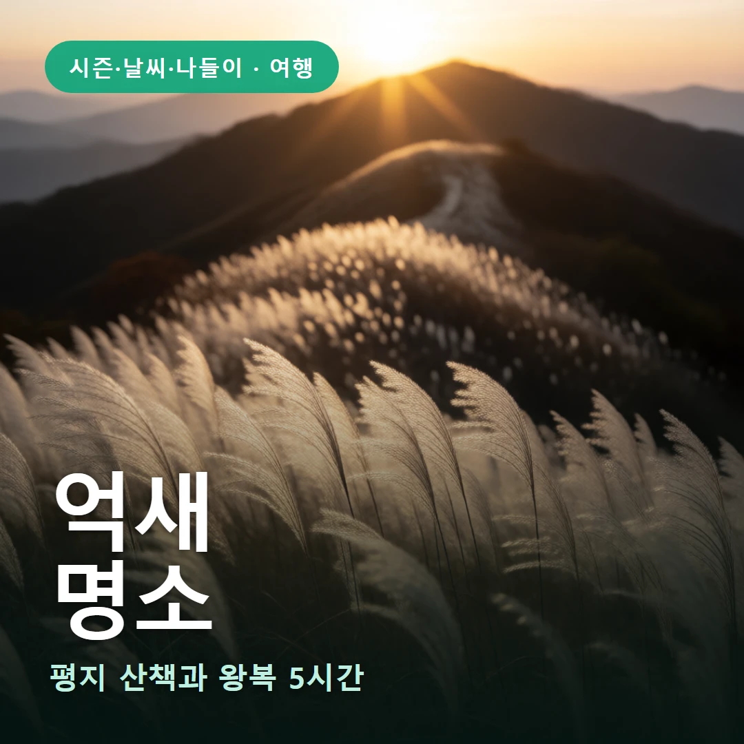 억새 요약 표지 — 평지 산책과 왕복 5시간