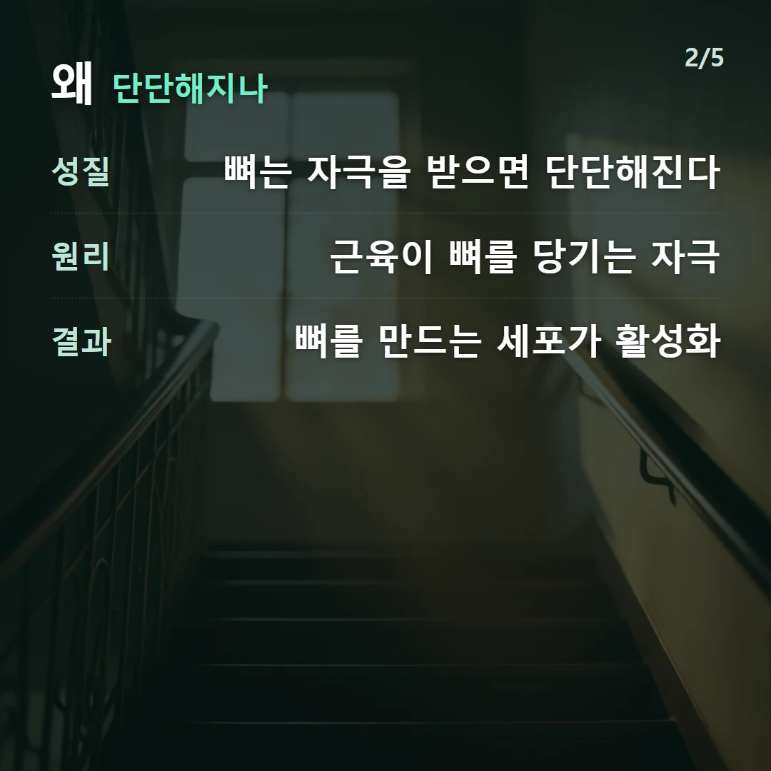 왜 단단해지나 — 성질 뼈는 자극을 받으면 단단해진다, 원리 근육이 뼈를 당기는 자극, 결과 뼈를 만드는 세포가 활성화