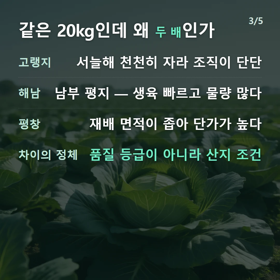 같은 20kg인데 왜 두 배인가 — 고랭지 서늘해 천천히 자라 조직이 단단, 해남 남부 평지 — 생육 빠르고 물량 많다, 평창 재배 면적이 좁아 단가가 높다, 차이의 정체 품질 등급이 아니라 산지 조건
