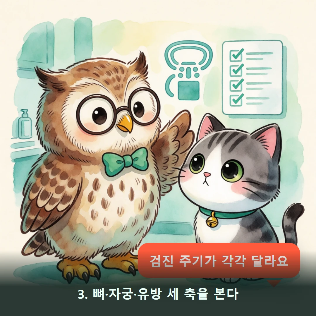 웹툰 3컷 — 3. 뼈·자궁·유방 세 축을 본다 (검진 주기가 각각 달라요)