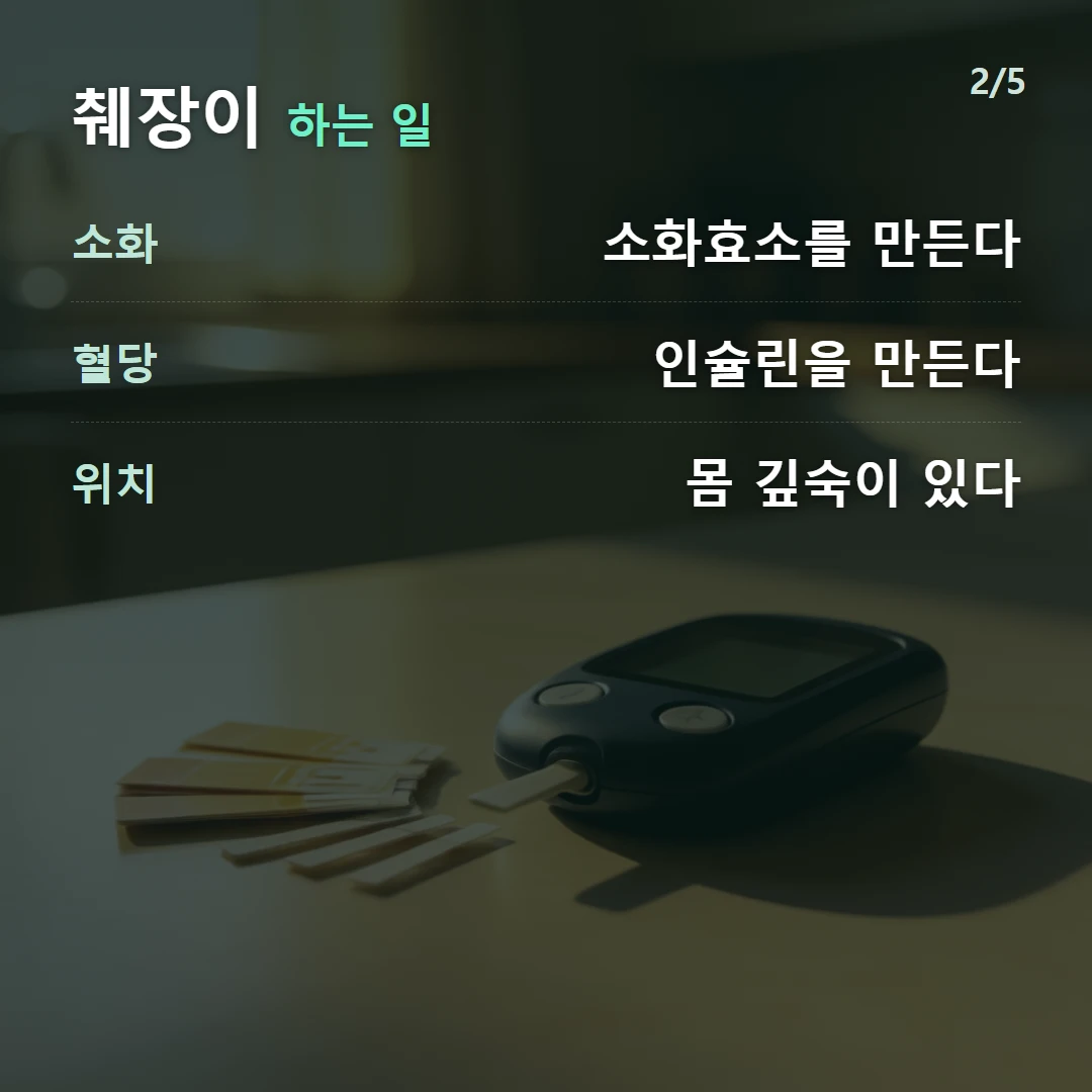 췌장이 하는 일 — 소화 소화효소를 만든다, 혈당 인슐린을 만든다, 위치 몸 깊숙이 있다
