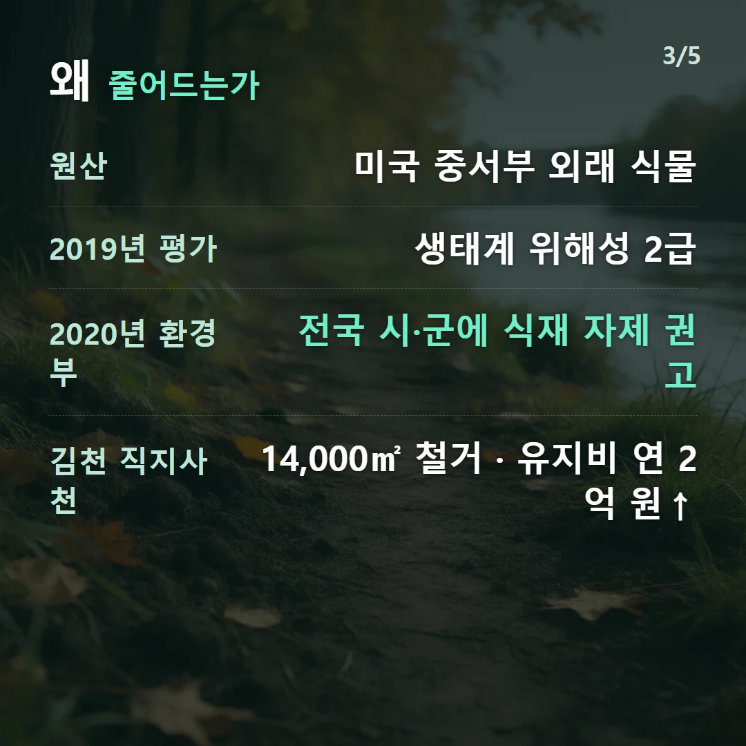 왜 줄어드는가 — 원산 미국 중서부 외래 식물, 2019년 평가 생태계 위해성 2급, 2020년 환경부 전국 시·군에 식재 자제 권고, 김천 직지사천 14,000㎡ 철거 · 유지비 연 2억 원↑