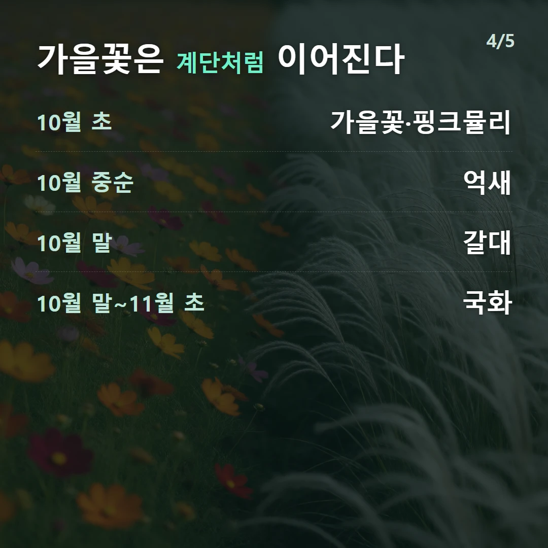 가을꽃은 계단처럼 이어진다 — 10월 초 가을꽃·핑크뮬리, 10월 중순 억새, 10월 말 갈대, 10월 말~11월 초 국화