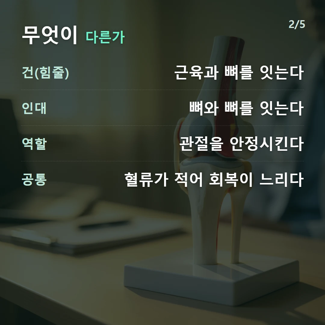 무엇이 다른가 — 건(힘줄) 근육과 뼈를 잇는다, 인대 뼈와 뼈를 잇는다, 역할 관절을 안정시킨다, 공통 혈류가 적어 회복이 느리다