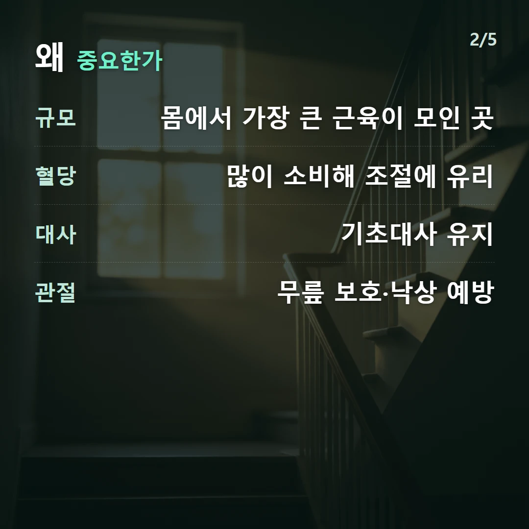 왜 중요한가 — 규모 몸에서 가장 큰 근육이 모인 곳, 혈당 많이 소비해 조절에 유리, 대사 기초대사 유지, 관절 무릎 보호·낙상 예방