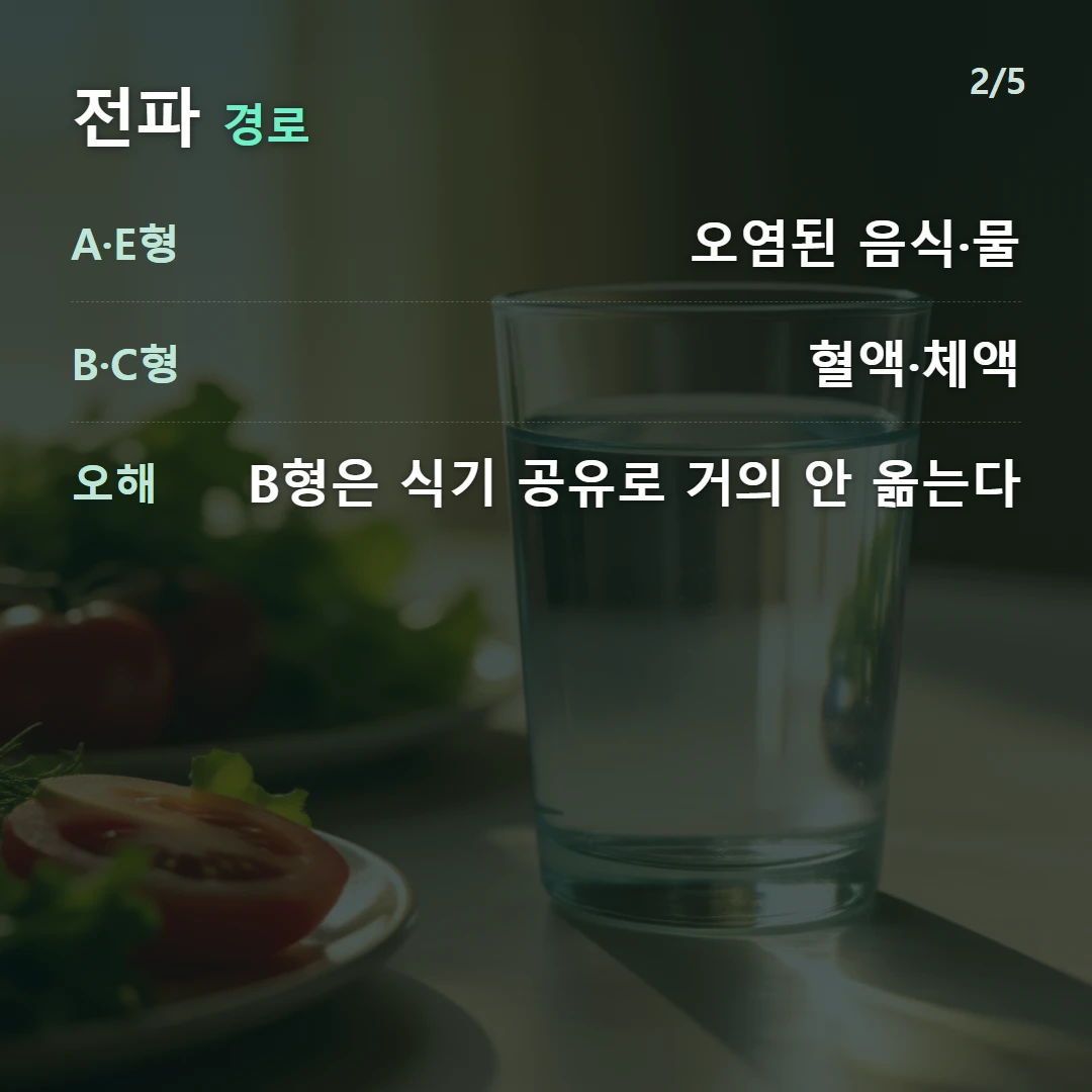 전파 경로 — A·E형 오염된 음식·물, B·C형 혈액·체액, 오해 B형은 식기 공유로 거의 안 옮는다