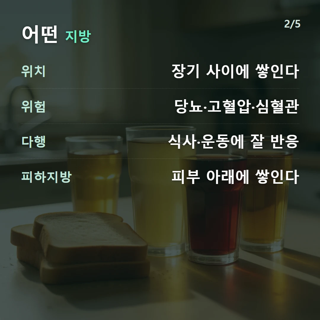 어떤 지방 — 위치 장기 사이에 쌓인다, 위험 당뇨·고혈압·심혈관, 다행 식사·운동에 잘 반응, 피하지방 피부 아래에 쌓인다